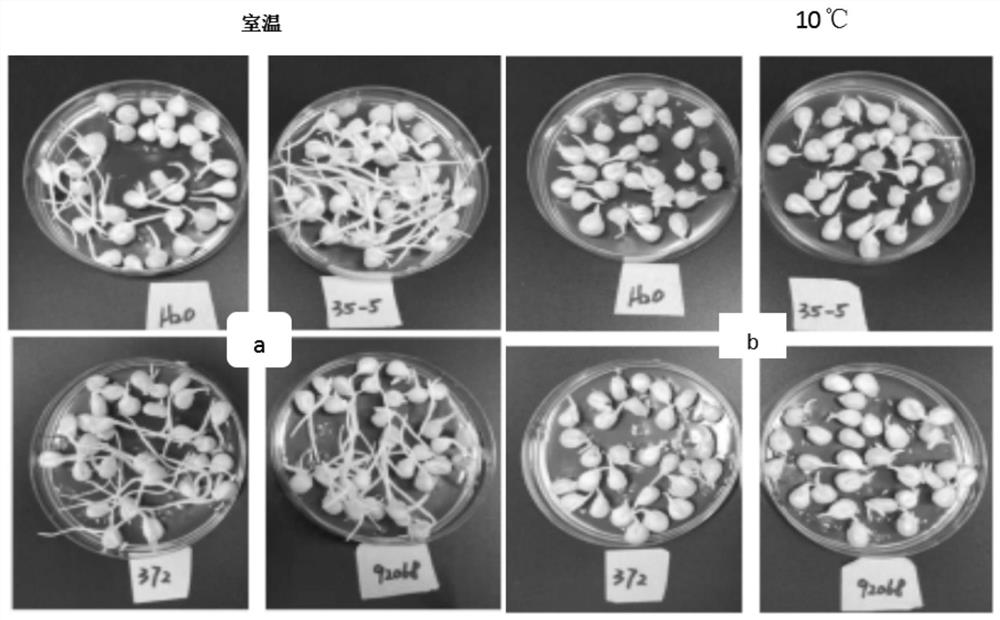 Application of bacillus aryabhattai MB35-5 or microbial agent containing bacillus aryabhattai MB35-5 in regulation and control of plant resistance