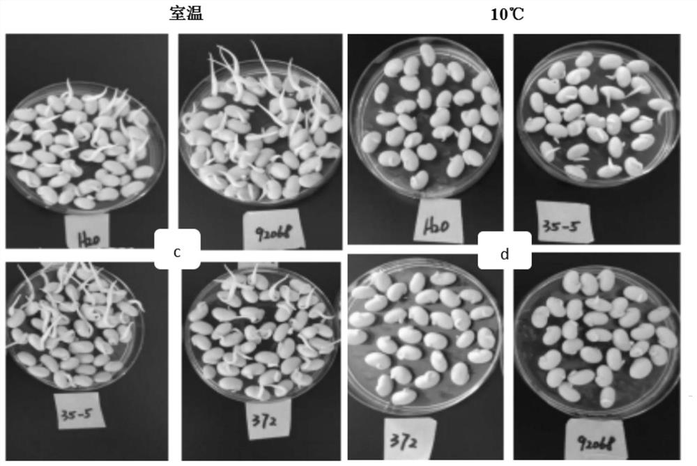 Application of bacillus aryabhattai MB35-5 or microbial agent containing bacillus aryabhattai MB35-5 in regulation and control of plant resistance