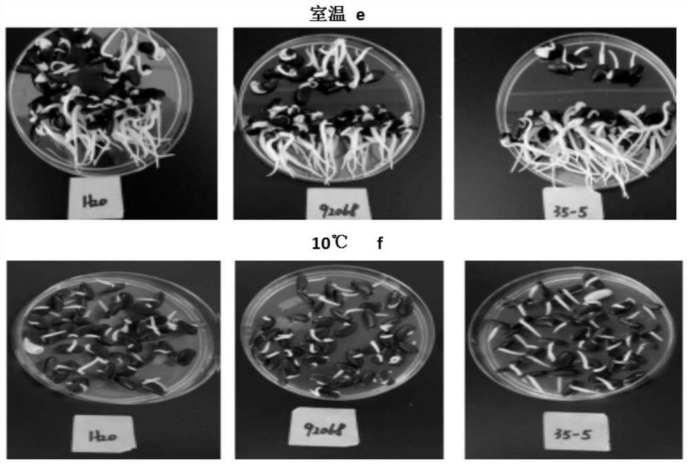 Application of bacillus aryabhattai MB35-5 or microbial agent containing bacillus aryabhattai MB35-5 in regulation and control of plant resistance