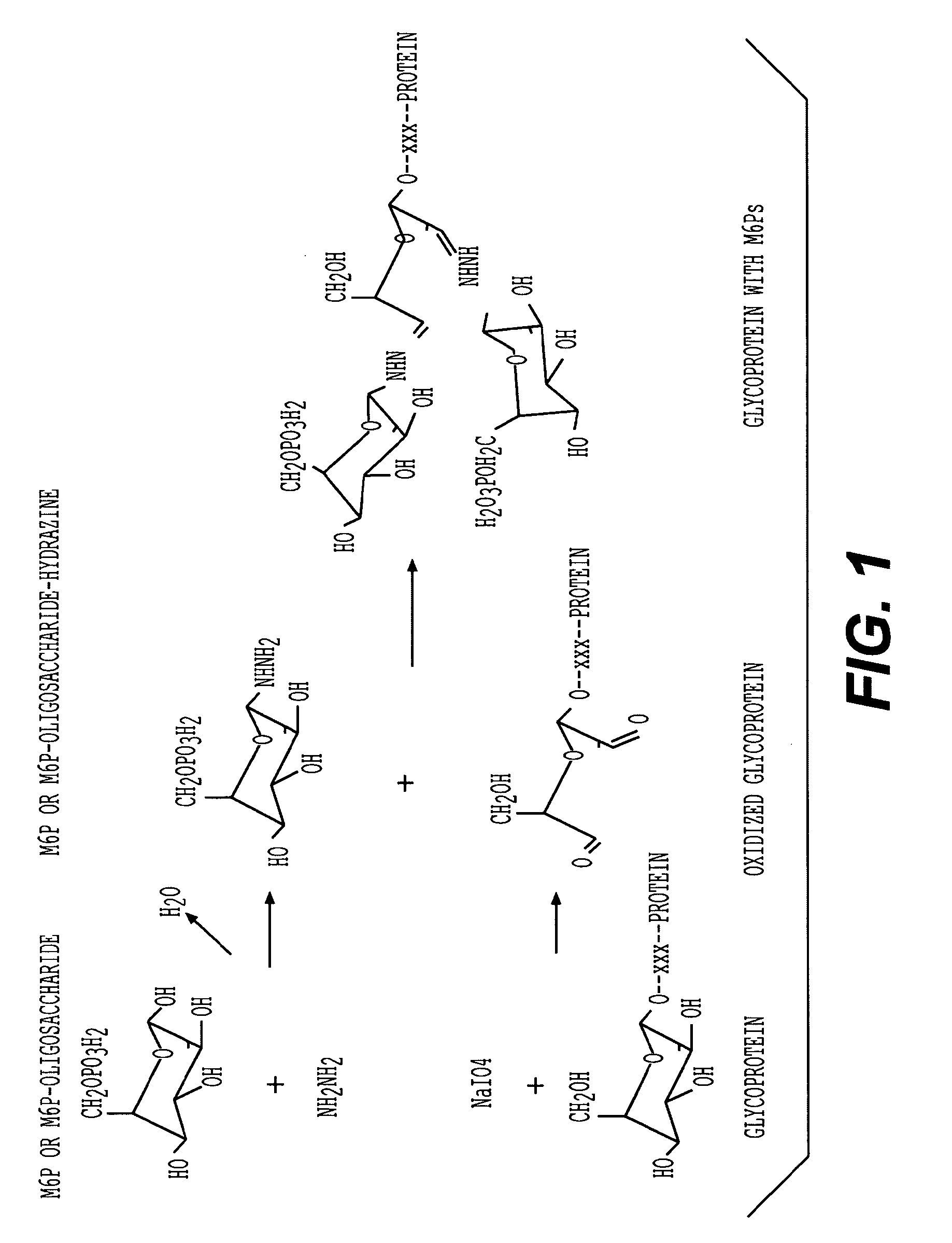 Methods for introducing mannose 6-phosphate and other oligosaccharides onto glycoproteins and its application thereof