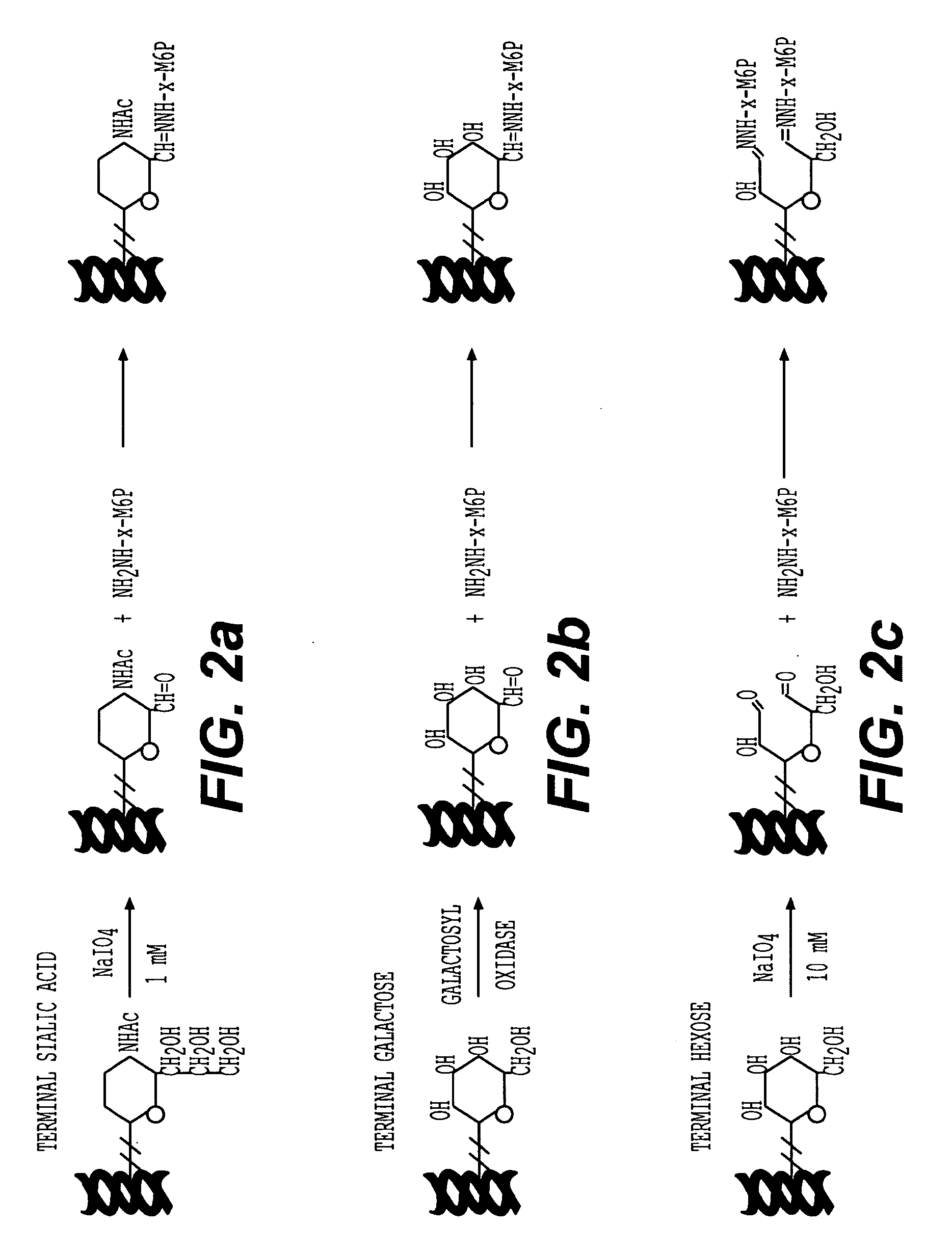 Methods for introducing mannose 6-phosphate and other oligosaccharides onto glycoproteins and its application thereof