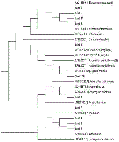 Method for detecting fungal flora during Liupu tea processing process