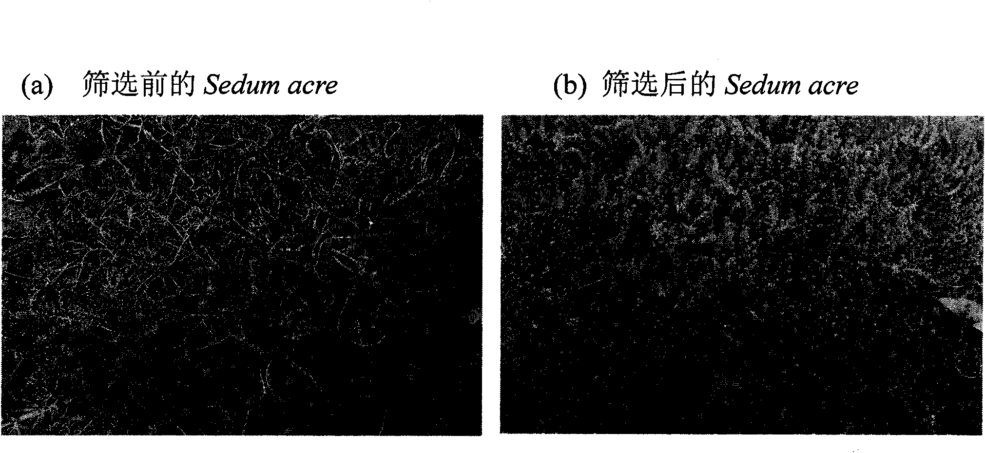 Method for obtaining sedum with high temperature and high humidity resistance and application thereof