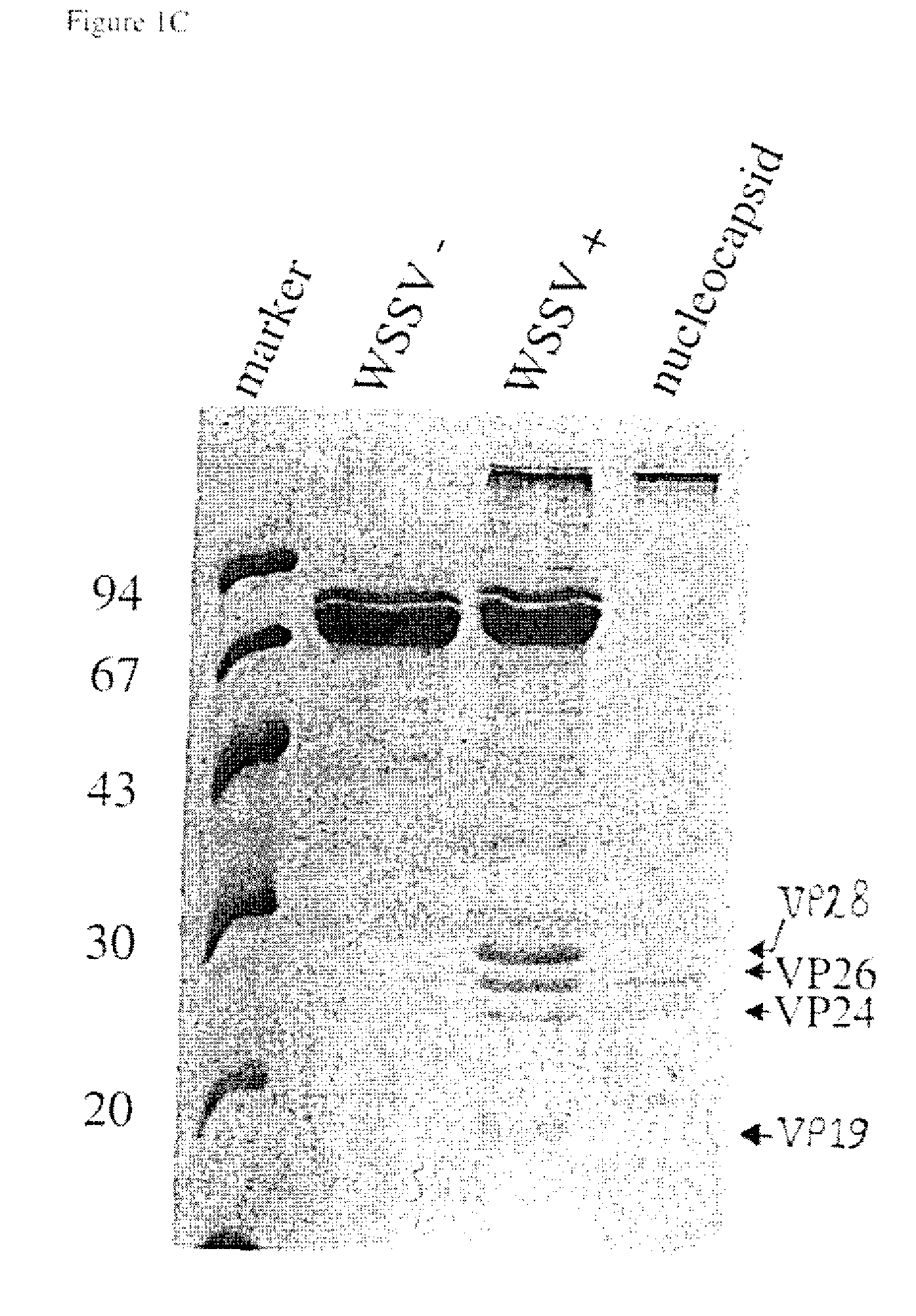 Proteins derived from white spot syndrome virus and uses thereof