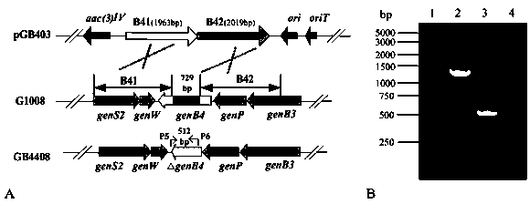 Sisomicin-producing micromonospora engineering bacteria and its construction and application