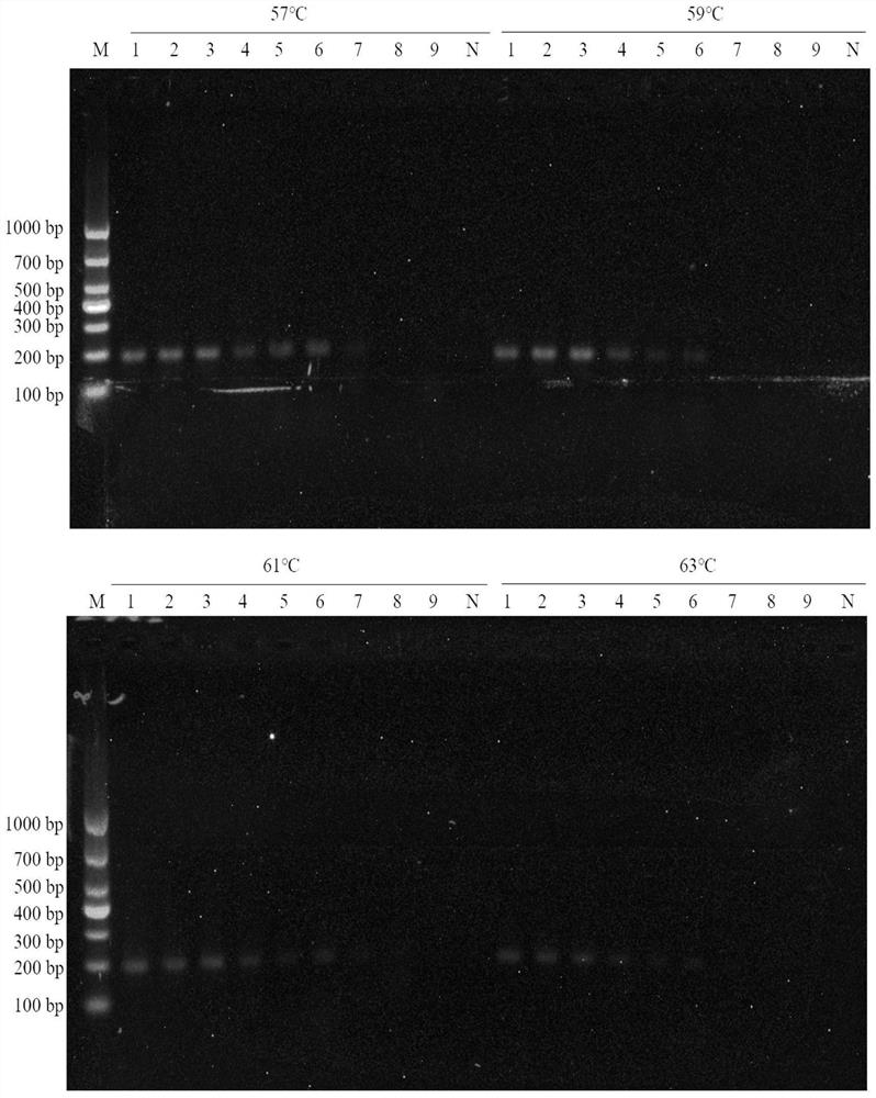 Primer combination for PCR (Polymerase Chain Reaction) identification of long-noded pit viper medicinal material, standard decoction and traditional Chinese medicine formula granules as well as application and identification method of primer combination