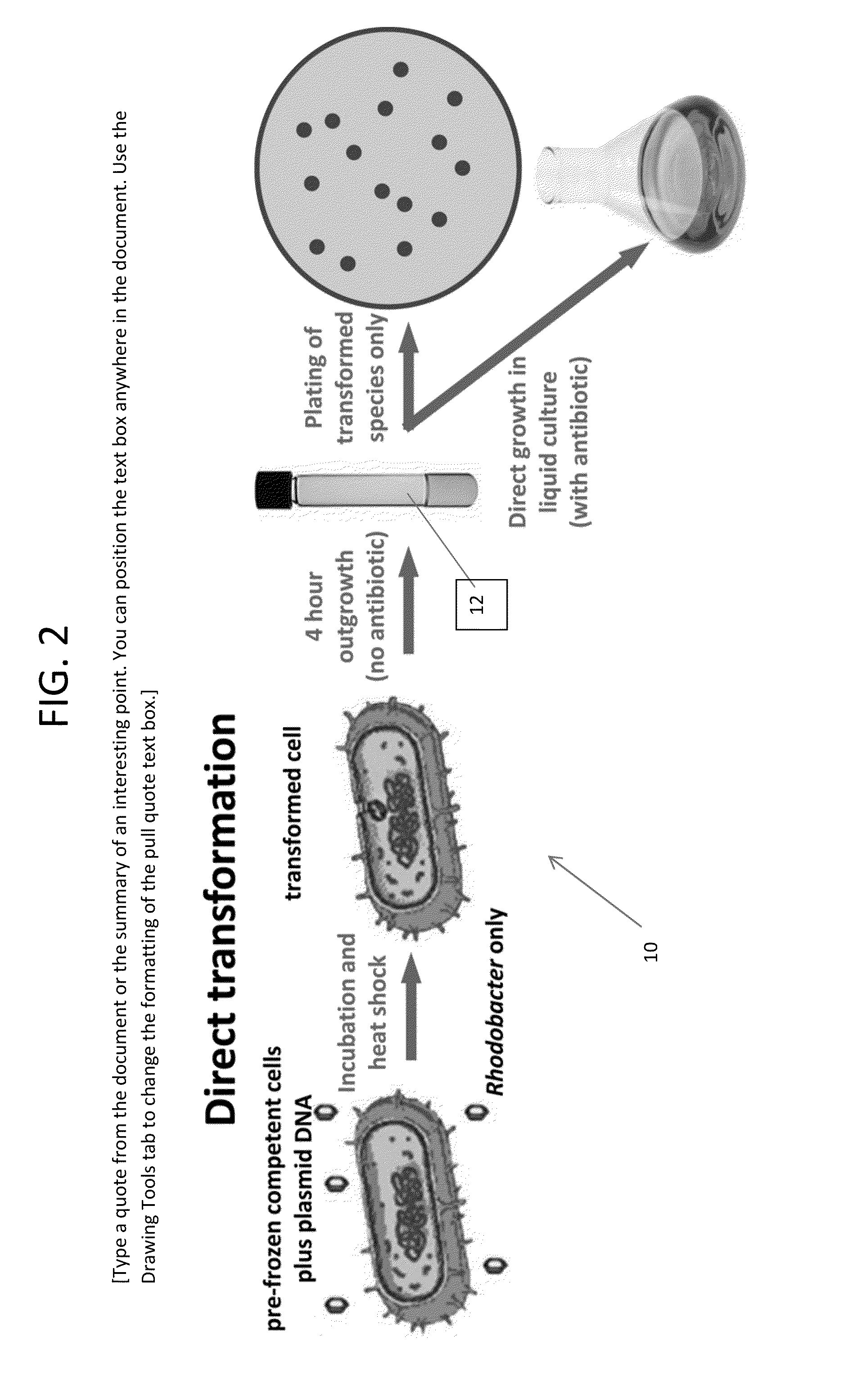 Transformable rhodobacter strains, method for producing transformable rhodobacter strains