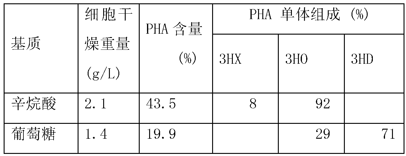 Method for synthesizing PHA (Phytohemagglutinin) by using pseudomonas putida KT2442