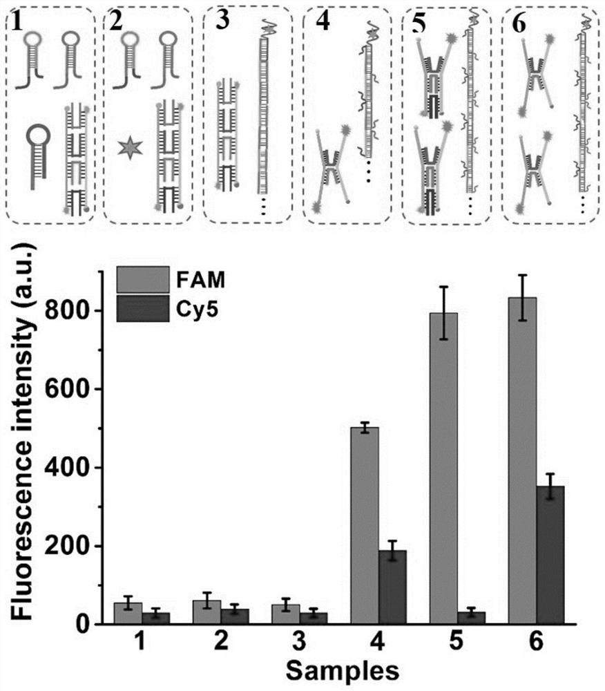 Ochratoxin A Double-color Fluorescence Detection Method Based On ...