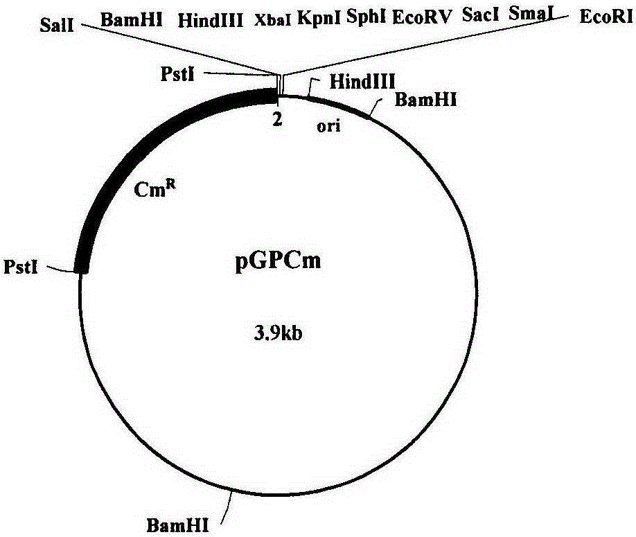 An engineering bacterium for knocking out pyruvate formate lyase gene and its application