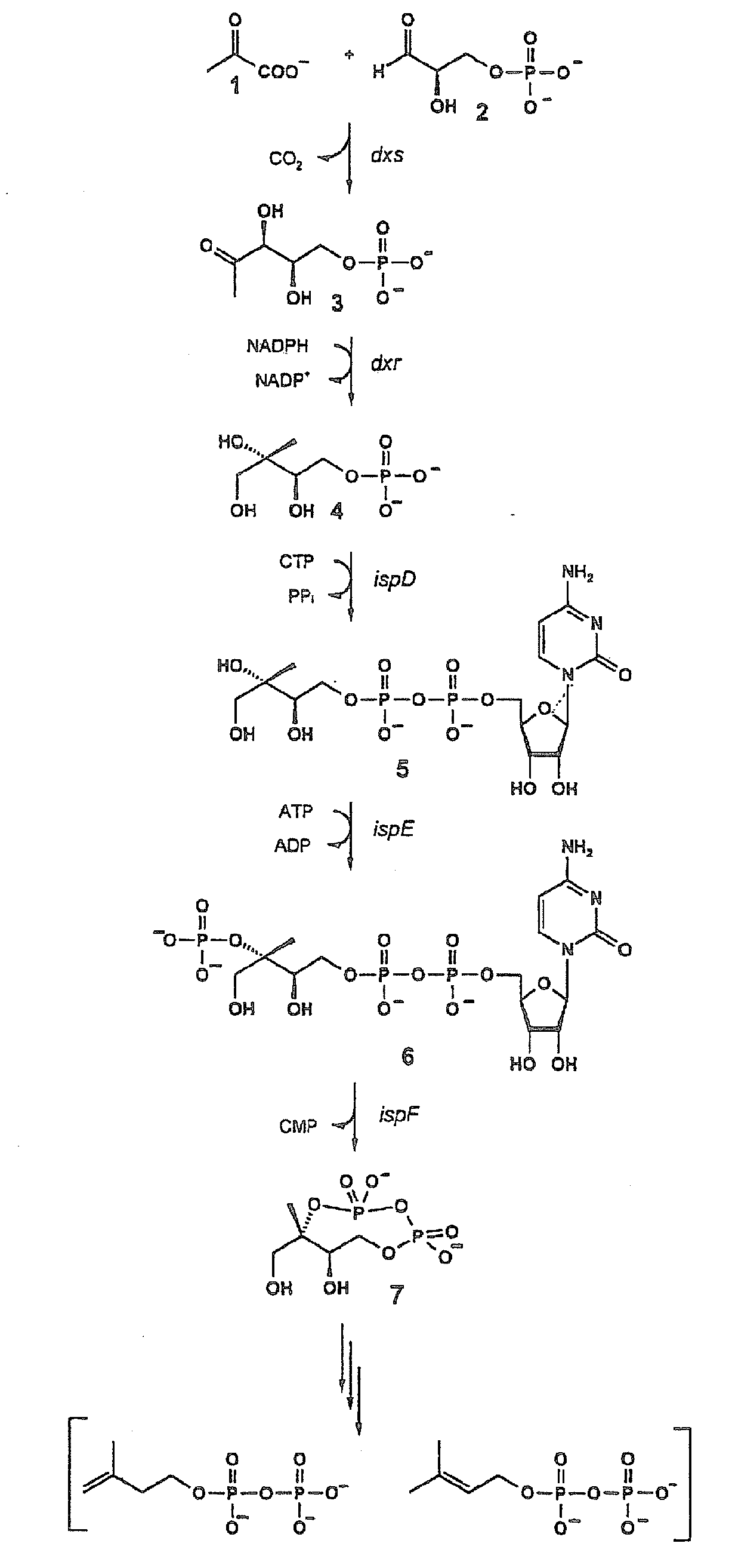 Intermediates and enzymes of the non-mevalonate isoprenoid pathway