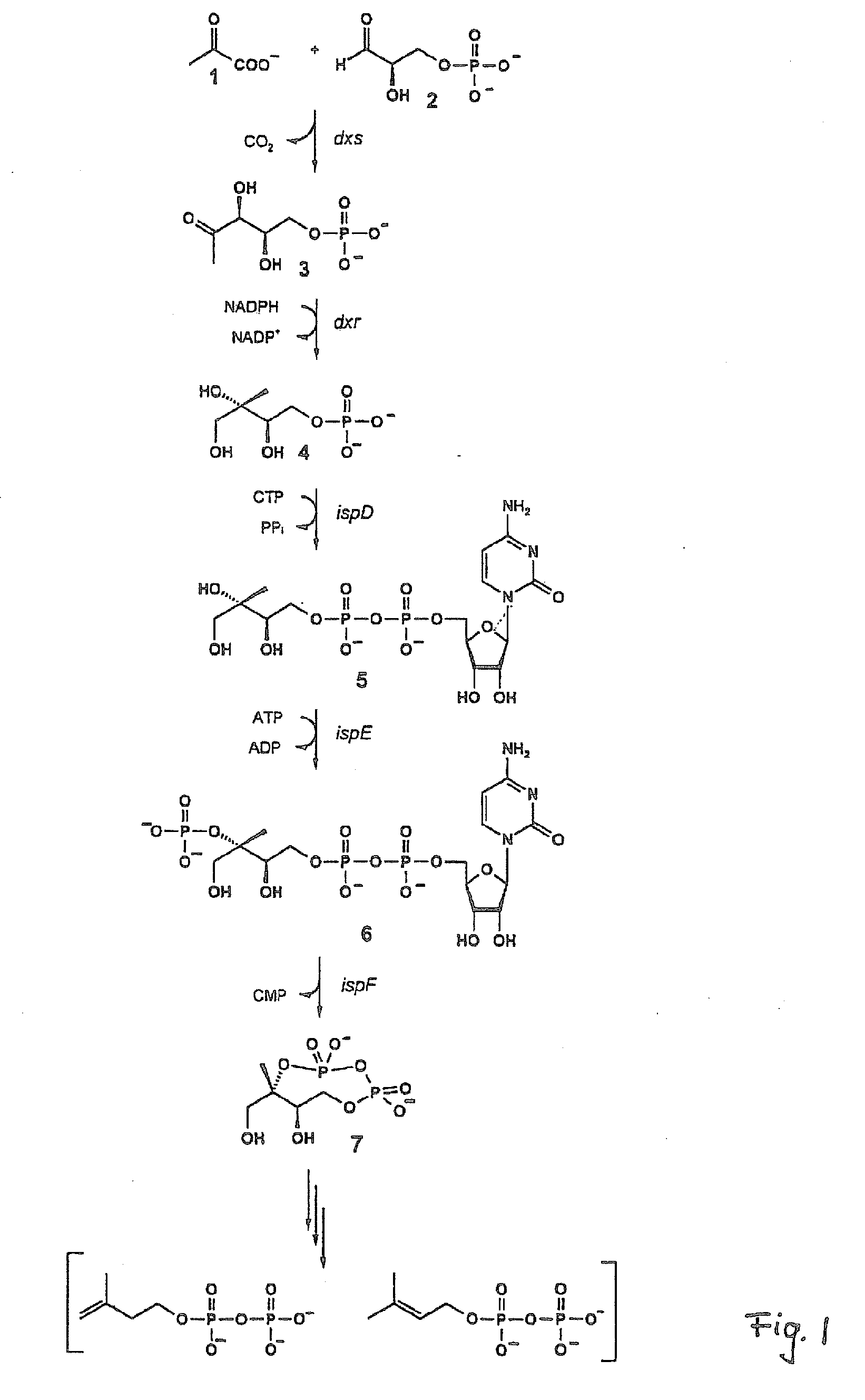 Intermediates and enzymes of the non-mevalonate isoprenoid pathway