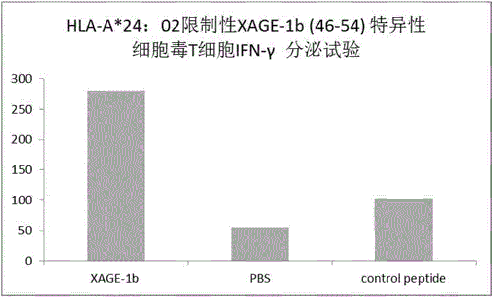 Tumor associated antigen XAGE-1b short peptide and application thereof