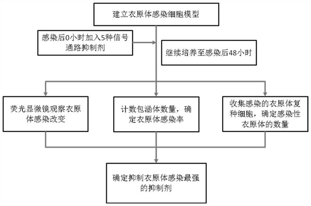 Application of small molecule inhibitors of erk signaling pathway in inhibiting chlamydia infection