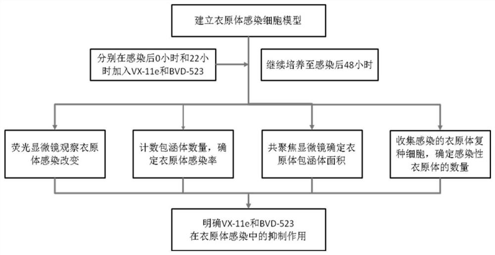 Application of small molecule inhibitors of erk signaling pathway in inhibiting chlamydia infection