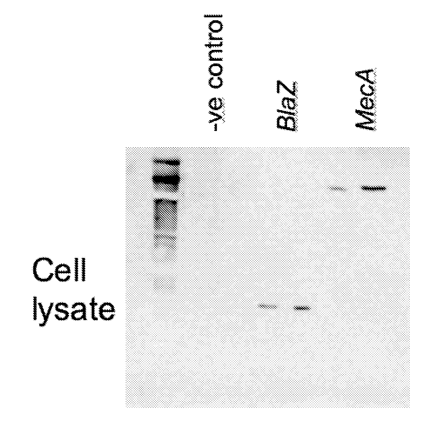 Methods and materials for producing immune responses against polypeptides involved in antibiotic resistance