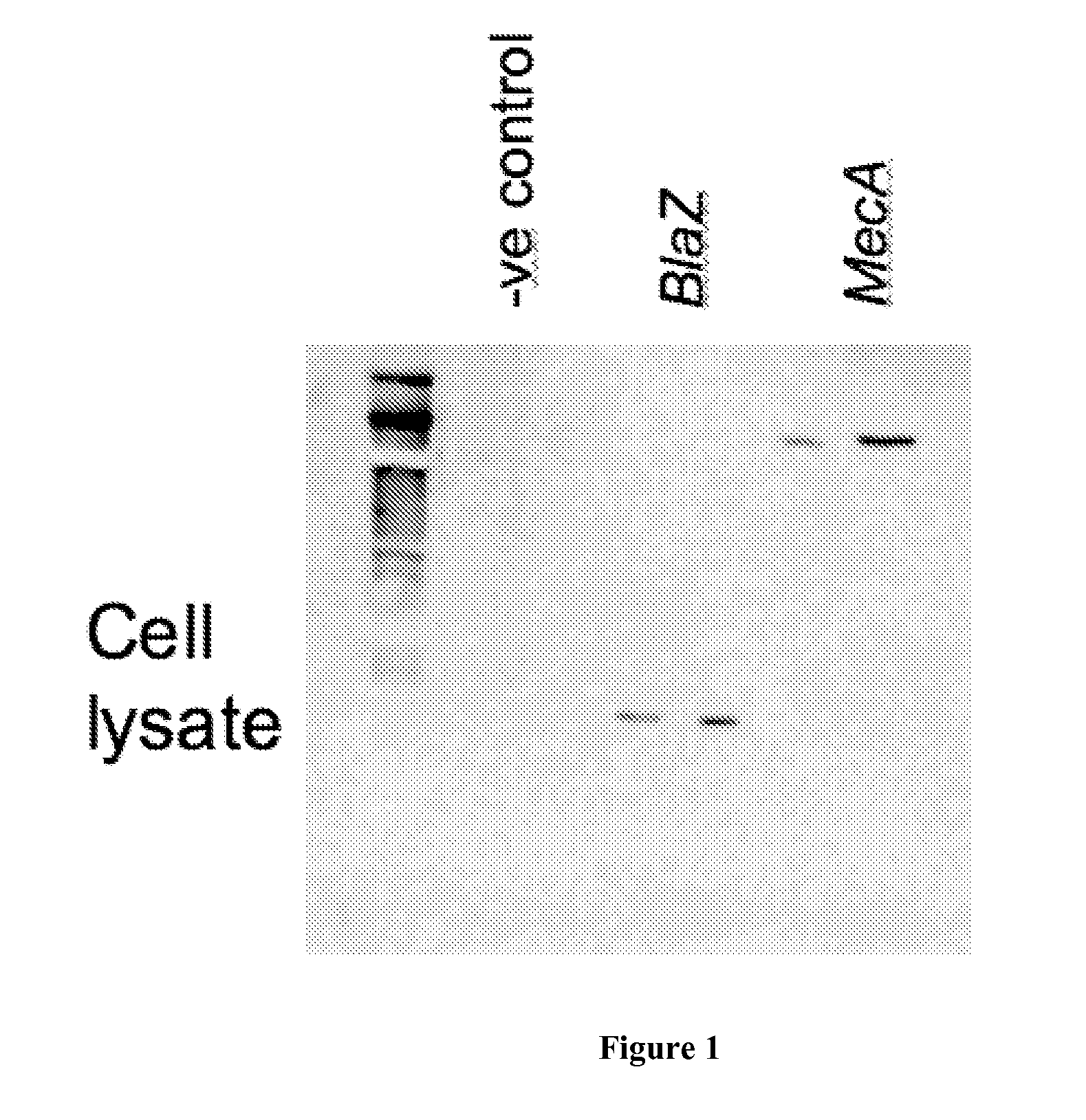 Methods and materials for producing immune responses against polypeptides involved in antibiotic resistance