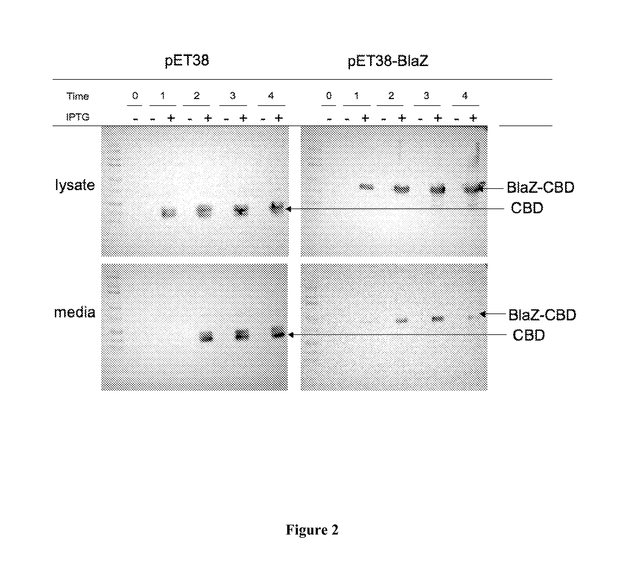 Methods and materials for producing immune responses against polypeptides involved in antibiotic resistance