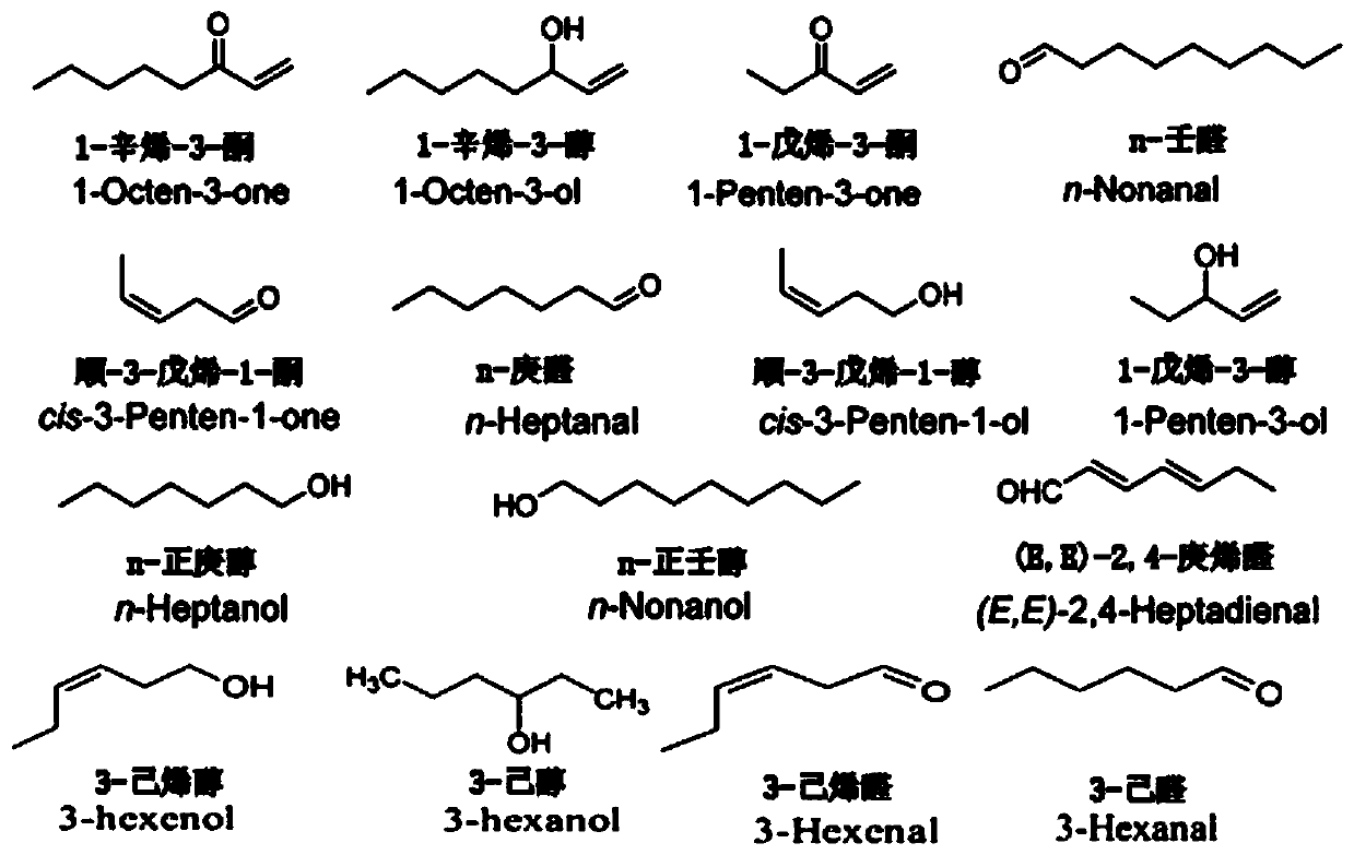 Lipid hydroperoxide lyase, as well as gene and application thereof