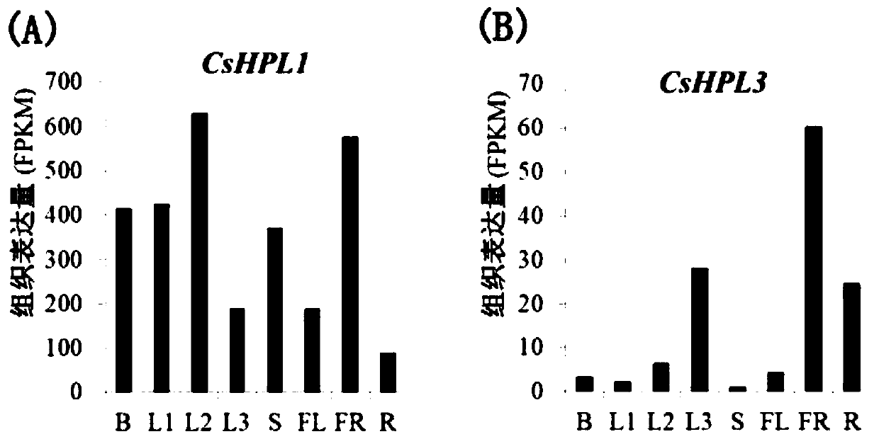 Lipid hydroperoxide lyase, as well as gene and application thereof