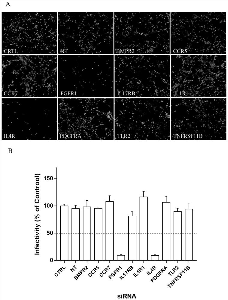 Application of Interleukin 4 Receptor in Preparation of Drugs for Prevention and Treatment of Enterovirus 71 Infection