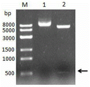 Apostichopus japonicus lectin gene, recombinant fusion protein and preparation method