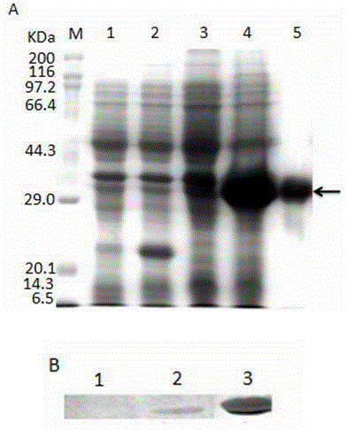 Apostichopus japonicus lectin gene, recombinant fusion protein and preparation method