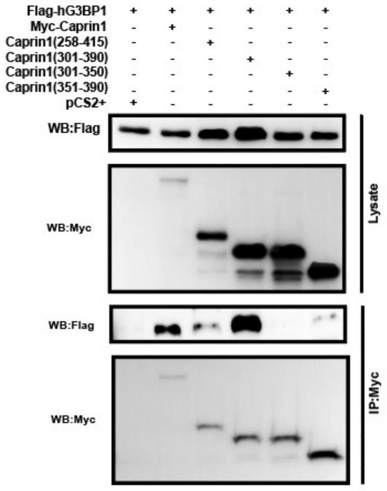 Active peptide derived from Caprin1 and application thereof