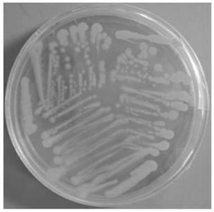 Bacillus pallidus strain X21 and application thereof