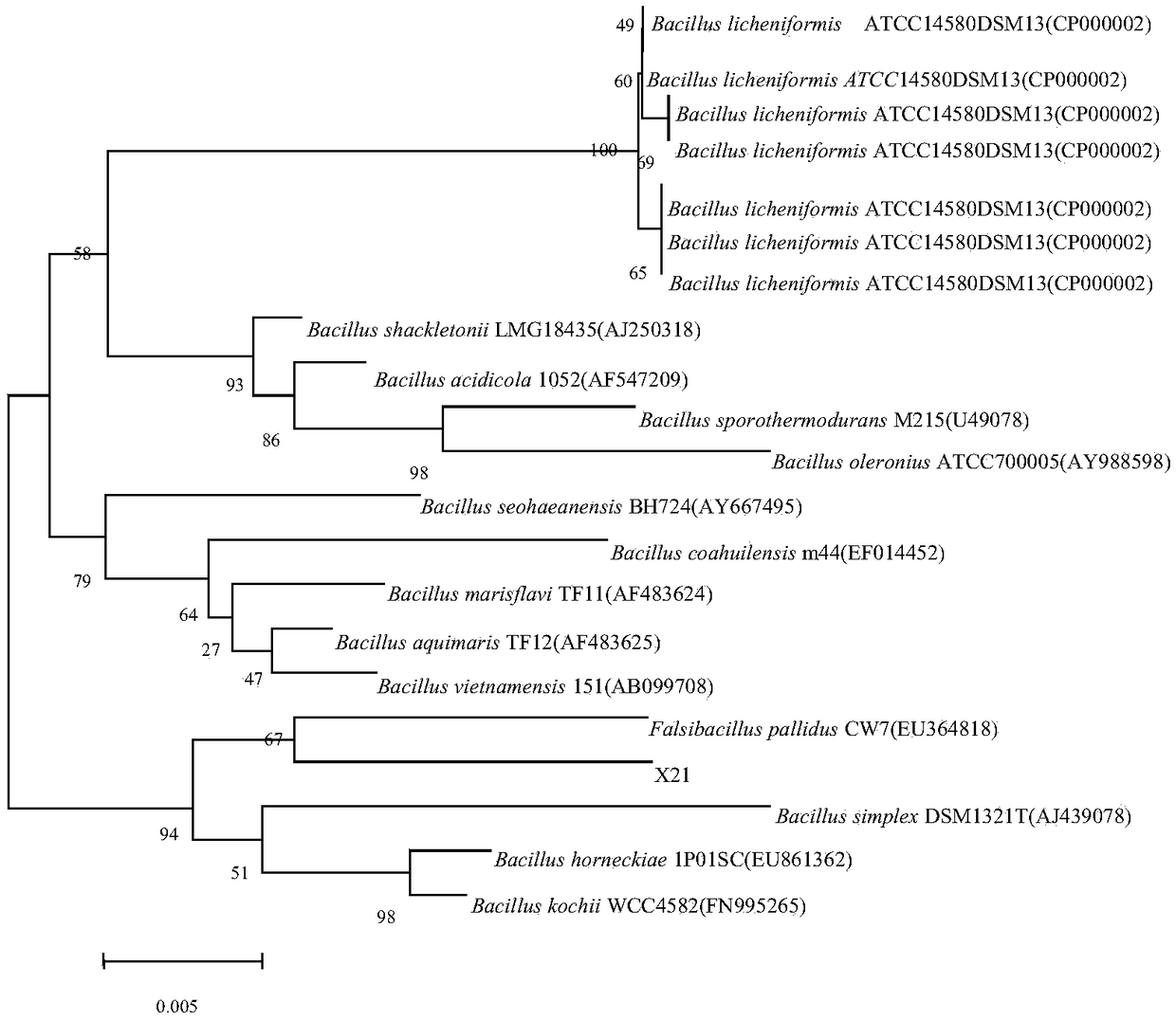 Bacillus pallidus strain X21 and application thereof