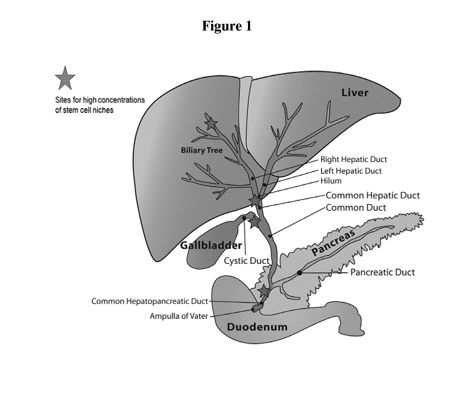 Method of treating pancreatic and liver conditions by endoscopic-mediated (or laparoscopic-mediated) transplantation of stem cells into/onto bile duct walls of particular regions of the biliary tree