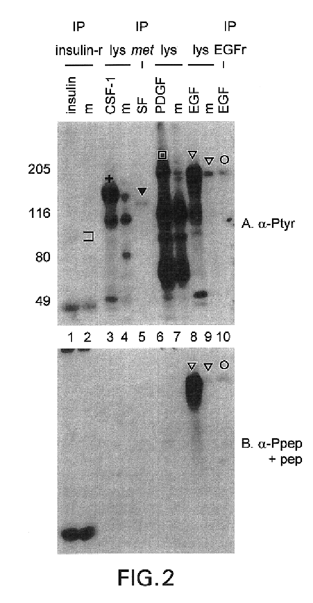 Phosphopeptide-specific antibodies that are activity specific; methods of production and antibody uses