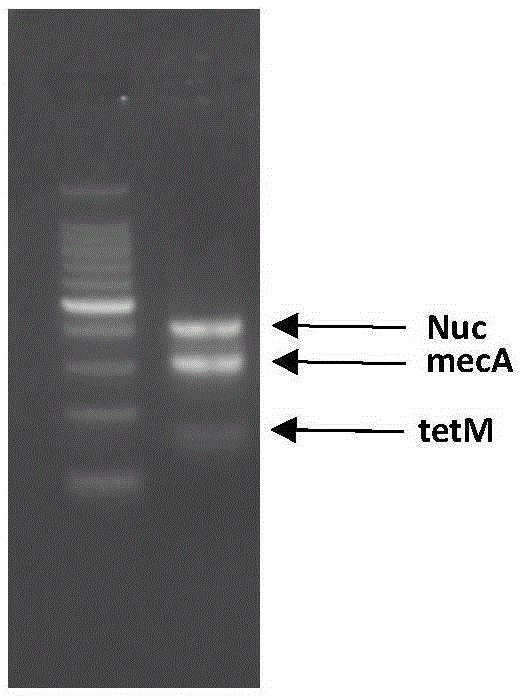 Compositions for the detection of methicillin-resistant and/or tetracycline-resistant Staphylococcus aureus