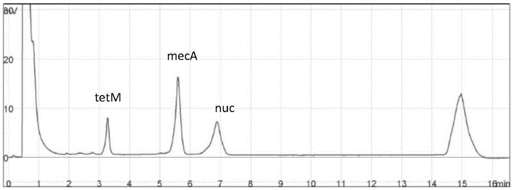 Compositions for the detection of methicillin-resistant and/or tetracycline-resistant Staphylococcus aureus