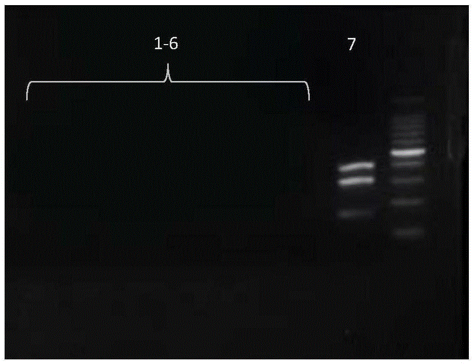 Compositions for the detection of methicillin-resistant and/or tetracycline-resistant Staphylococcus aureus