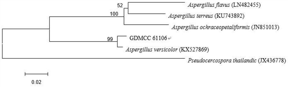 Marine aspergillus versicolor as well as isolated culture method and application thereof
