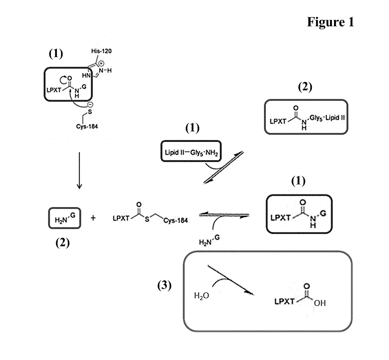 Novel methods for enzyme mediated polypeptide conjugation