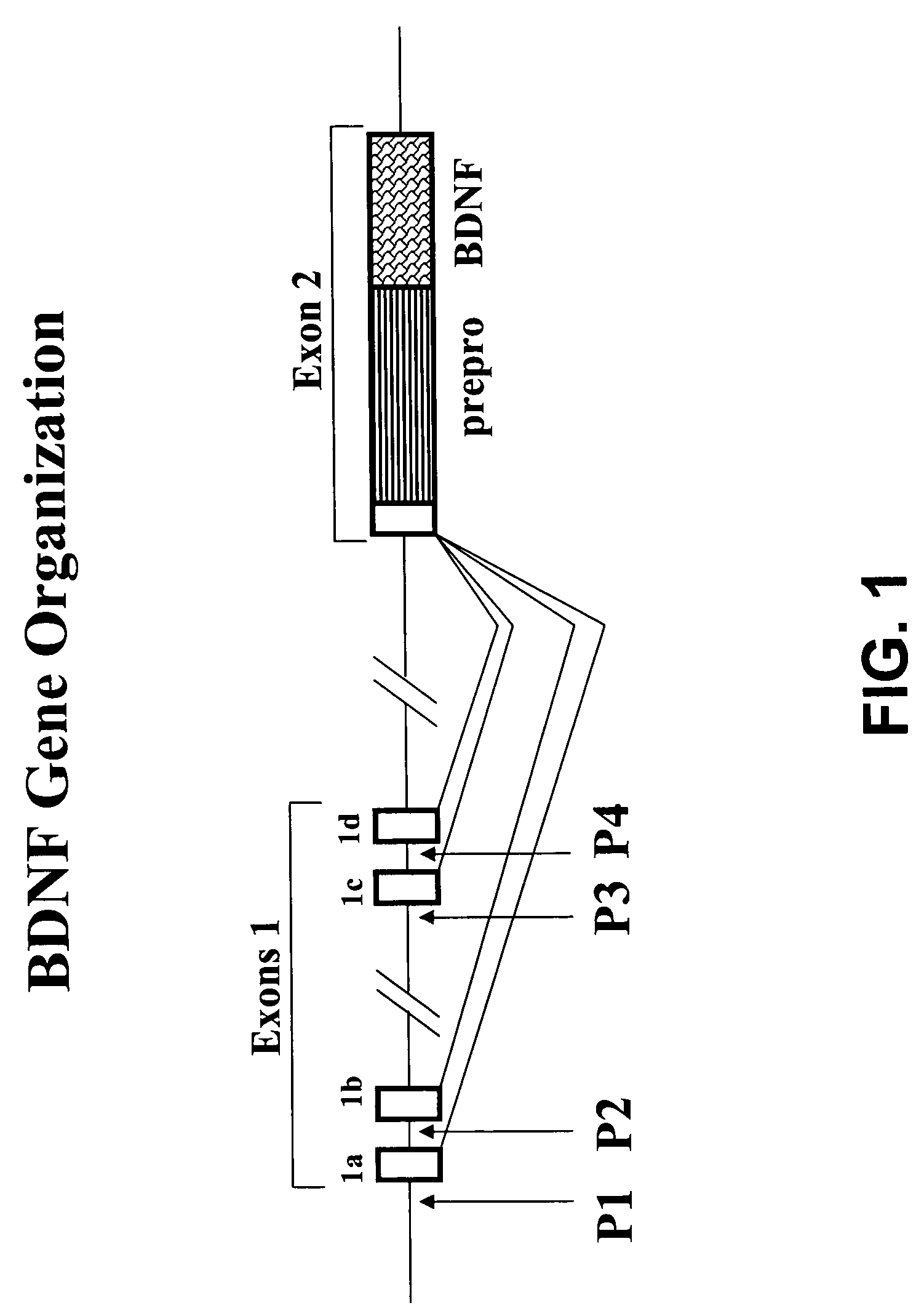 Transgenic screen and method for screening modulators of brain-derived neurotrophic factor (BDNF) production