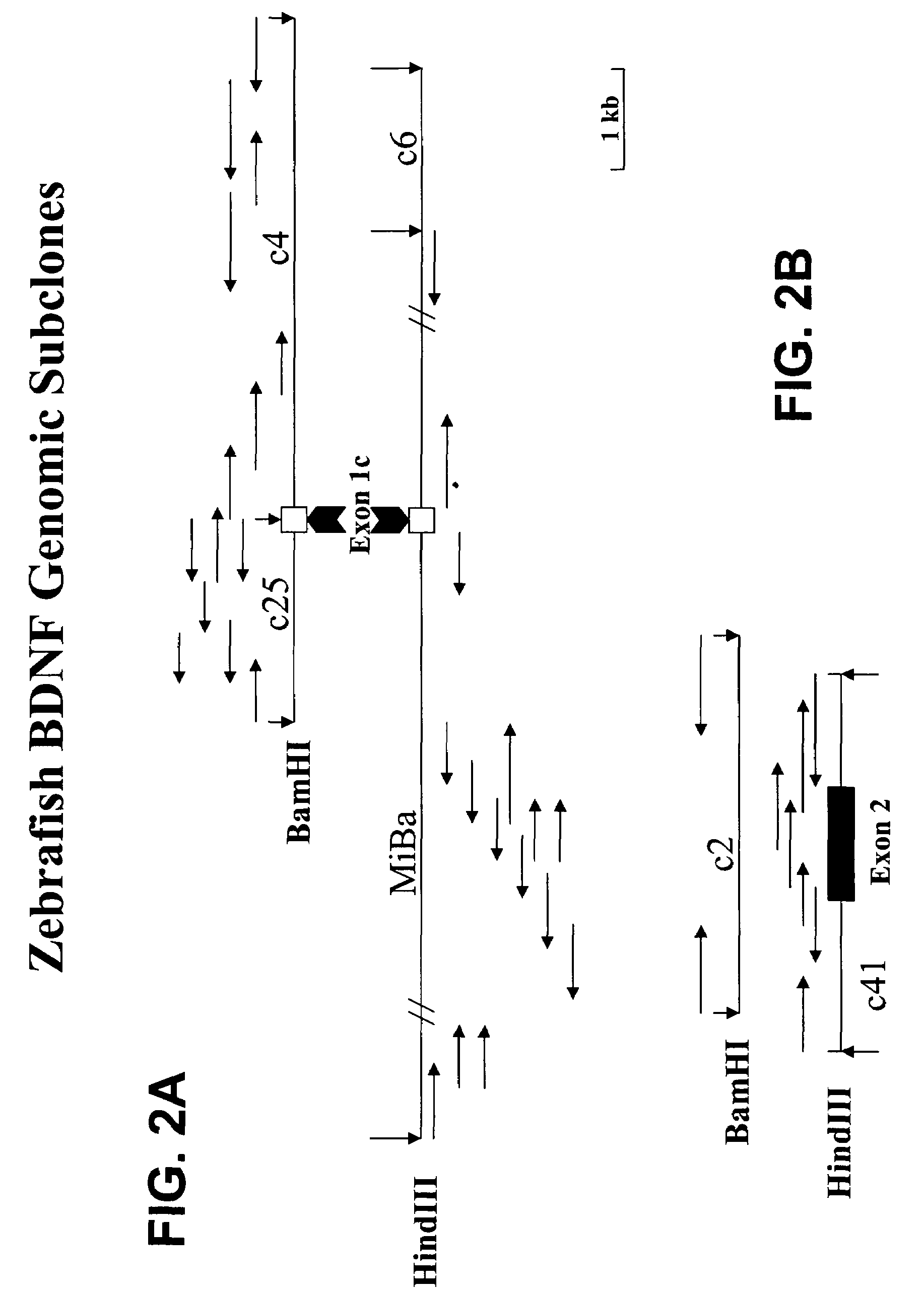 Transgenic screen and method for screening modulators of brain-derived neurotrophic factor (BDNF) production