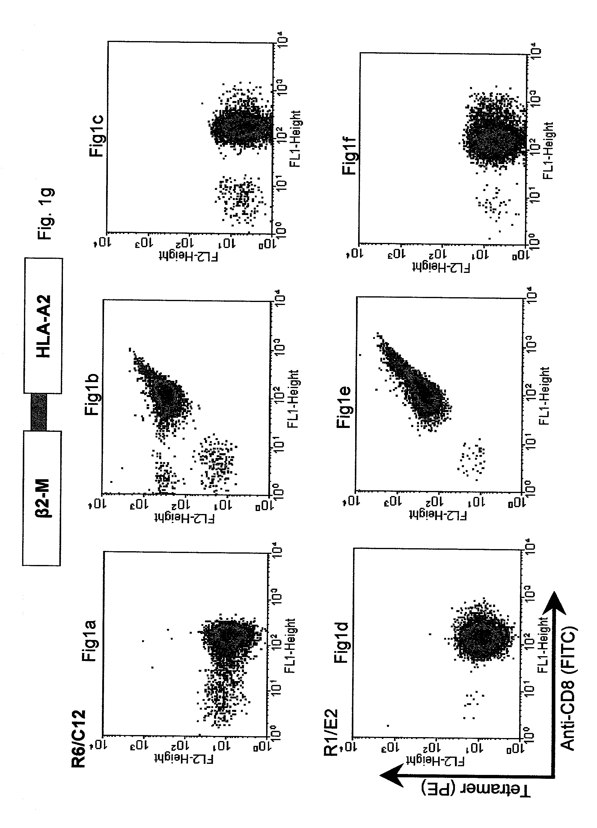 Methods and pharmaceutical compositions for immune deception, particularly useful in the treatment of cancer