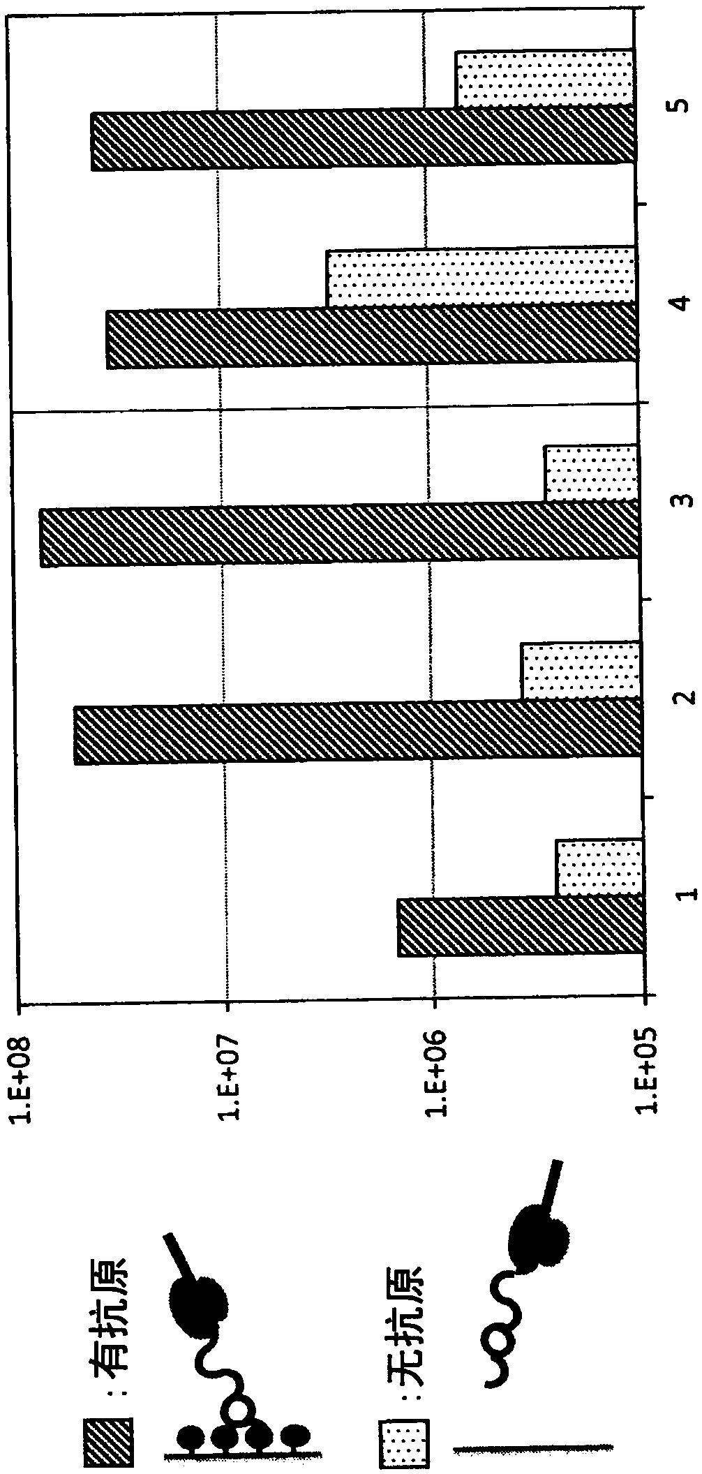 Ribosome display complex and production method therefor