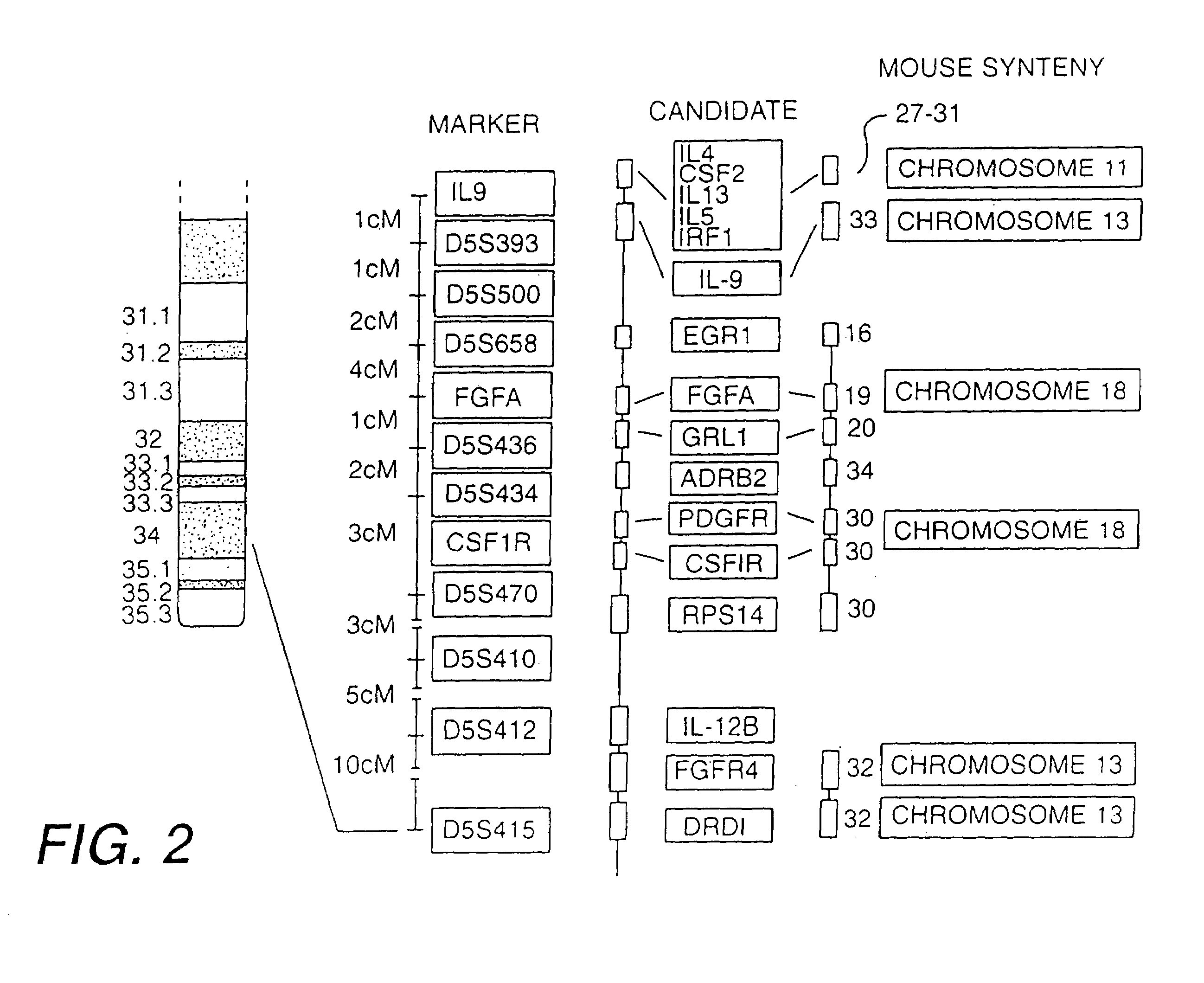 Interleukin-9 mutein peptides