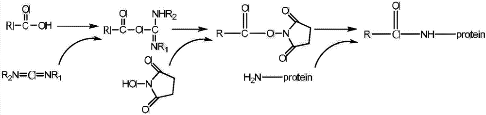 Monoclonal antibody, ELISA method and kit for detecting nitroimidazole drugs