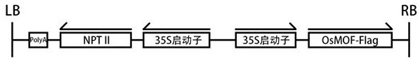 Application of epigenetic modification OsMOF protein in improvement of rice yield traits