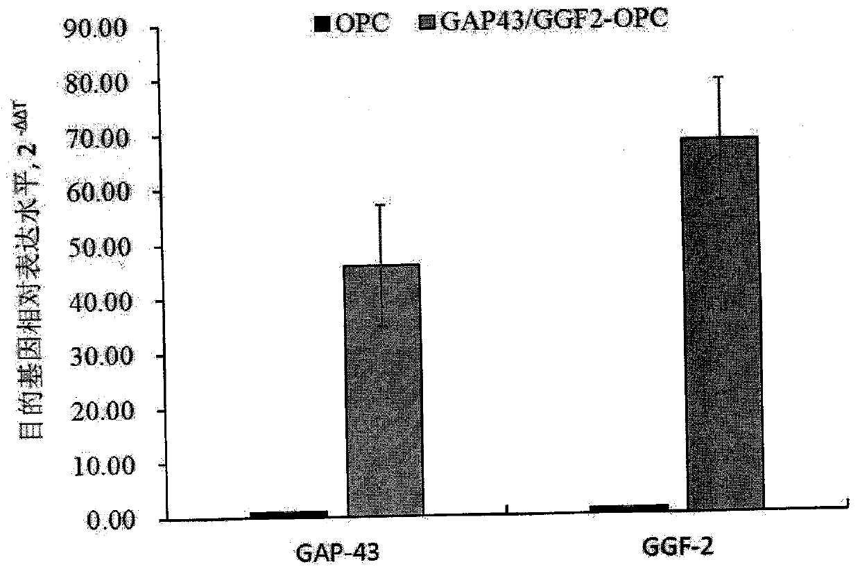 A preparation method, kit and application of human oligodendrocyte progenitor cells that inhibit secondary nerve injury