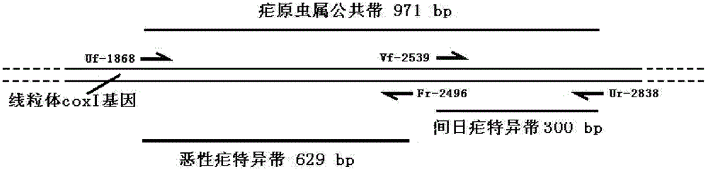 Quickly-nested PCR (polymerase chain reaction) malaria molecular diagnosis reagent kit and detection method