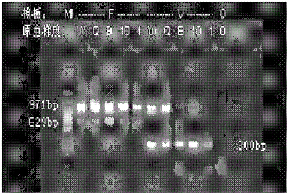 Quickly-nested PCR (polymerase chain reaction) malaria molecular diagnosis reagent kit and detection method