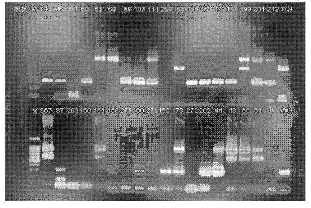 Quickly-nested PCR (polymerase chain reaction) malaria molecular diagnosis reagent kit and detection method