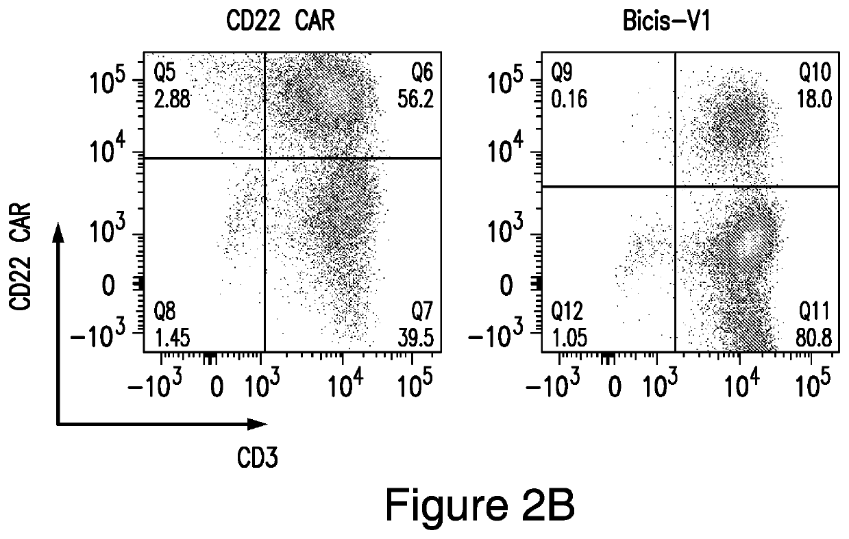 Bicistronic chimeric antigen receptors and their uses