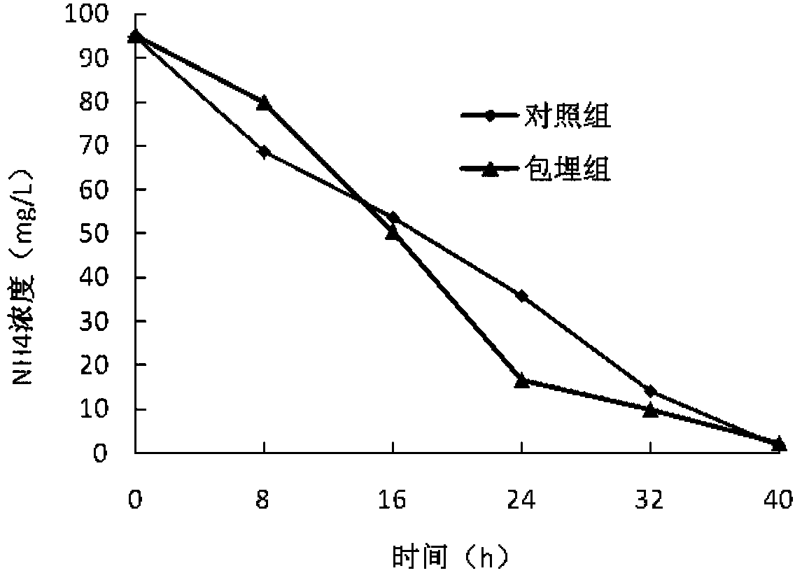 Anaerobic ammoxidation sludge embedding immobilization method